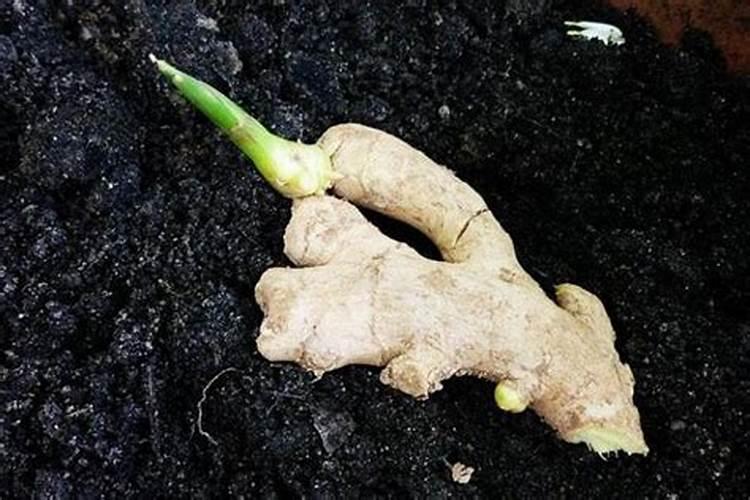 生姜皮可以做肥料吗