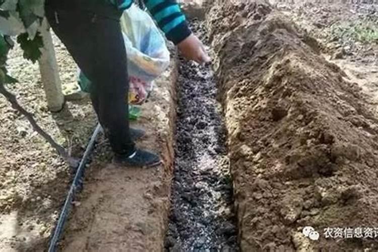 桃树秋施基肥怎么做？