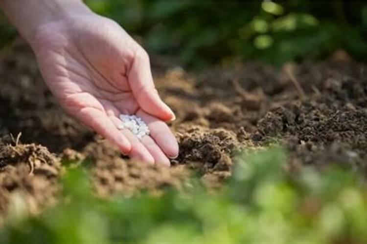 板栗园如何施用硼肥？