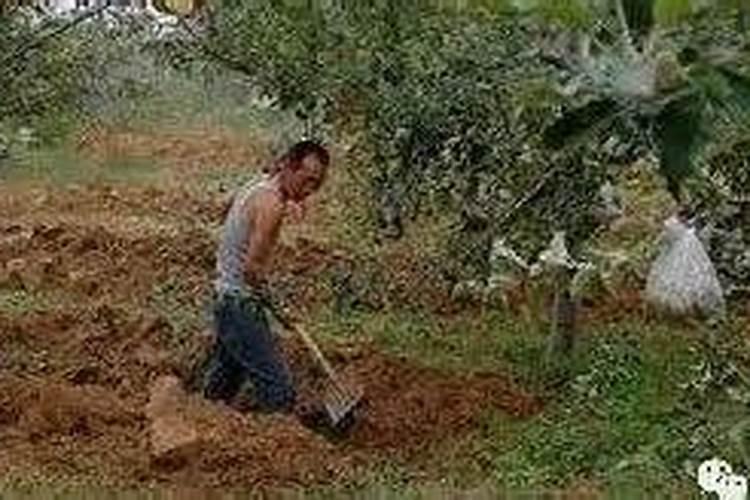 桃树秋施磷肥和碳胺咋样