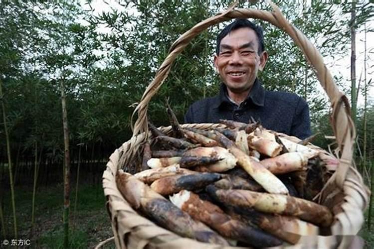 雷竹高产如何施肥