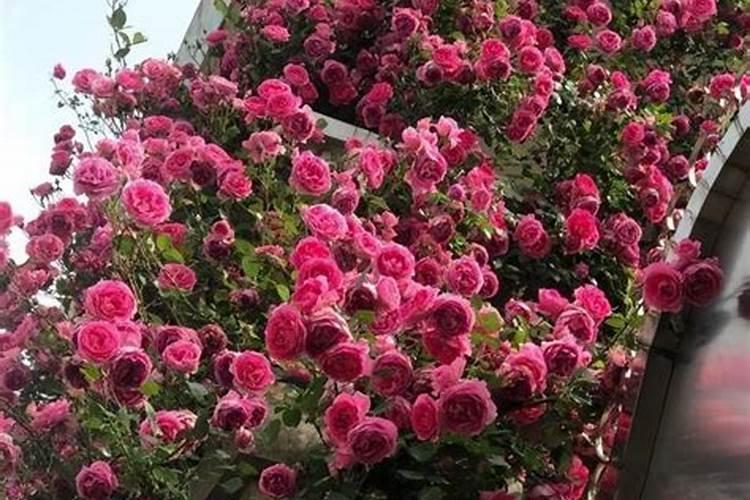 一帆风顺花如何养殖