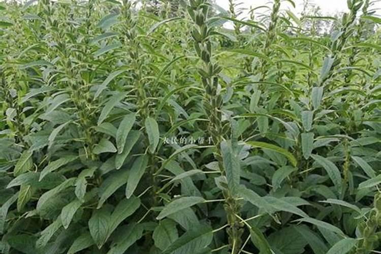 芝麻怎样长的好