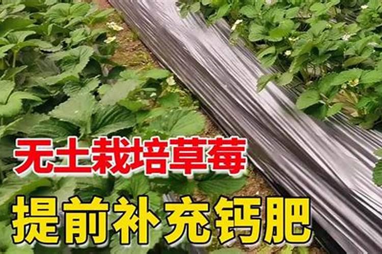 温室种植草莓在使用钙肥时,都有哪些注意事项？