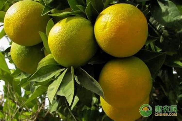 柚子施有机肥的五大好处 柚子施什么肥又大又甜
