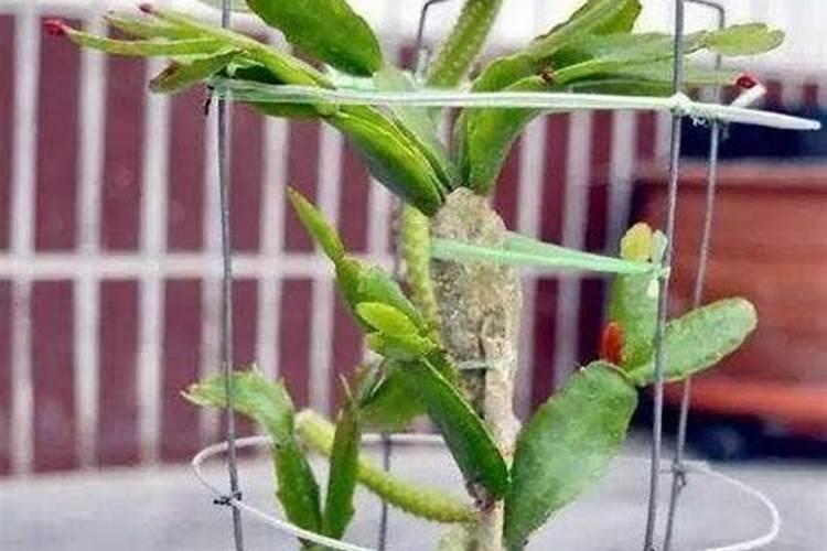 玉树用什么肥料好