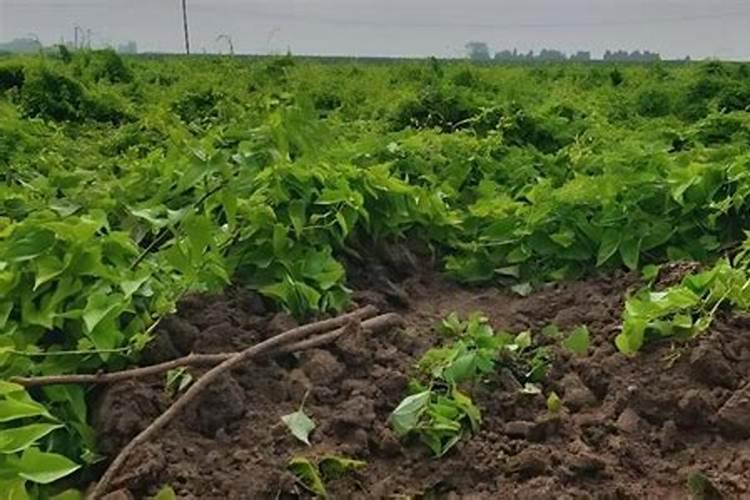 山药的施肥时间