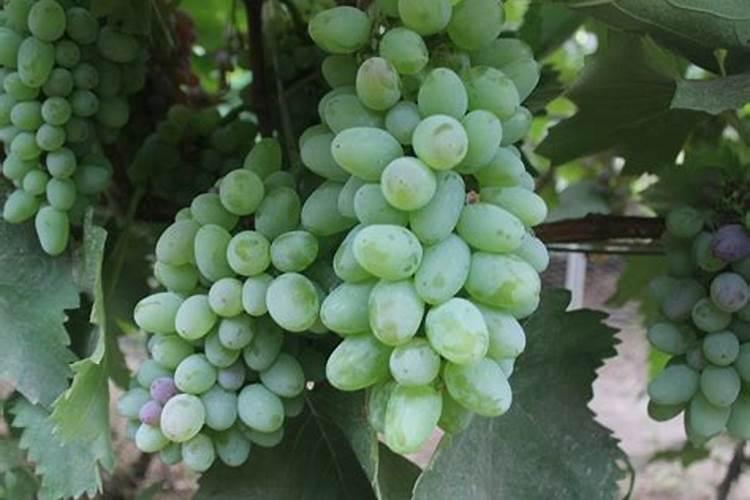 生根剂水溶肥叶面喷施效果会好吗