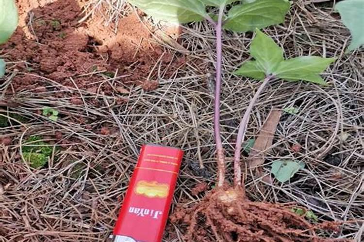 生根壮根的肥料有哪些