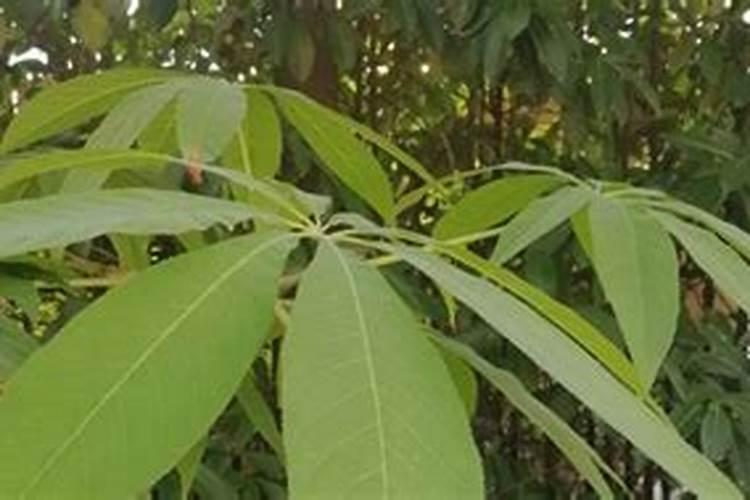 七叶树分月养护方法