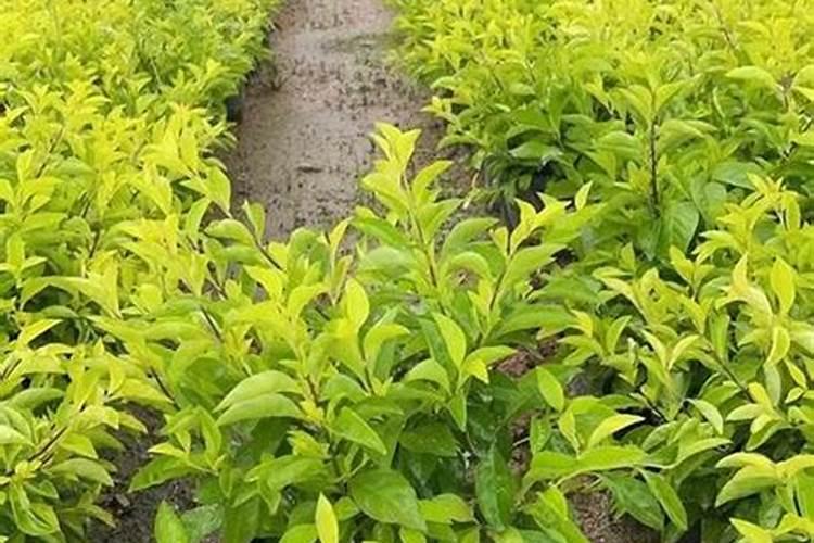 葡萄补硼的最佳时期