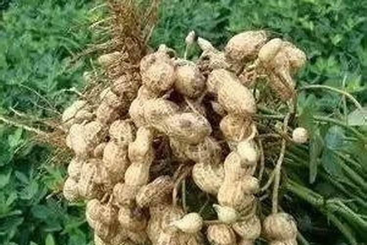 花生什么时候使用磷酸二氢钾