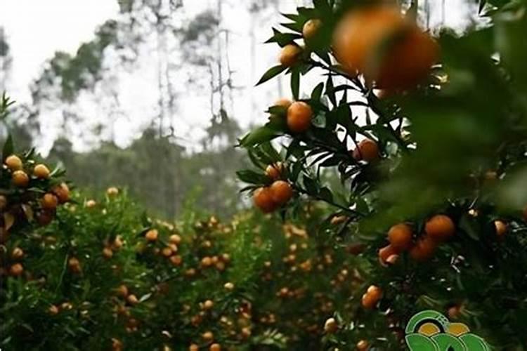 沙糖桔环剥过度叶子发黄怎么办,是不是耍淋什么肥料使树叶转绿？