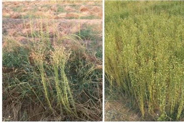 磷肥对植物的作用