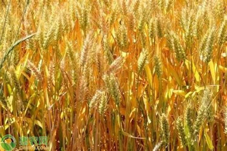 德国签证怎么办理