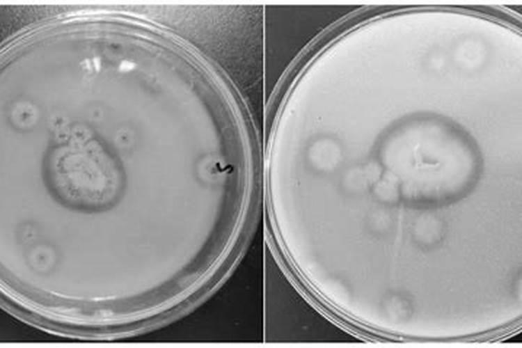 解磷微生物肥料解磷微生物种类
