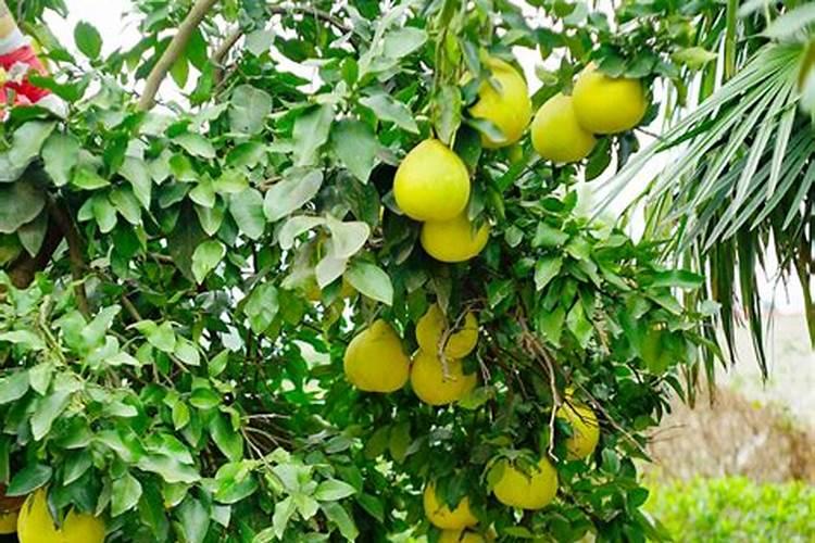 什么是蜜柚败树？