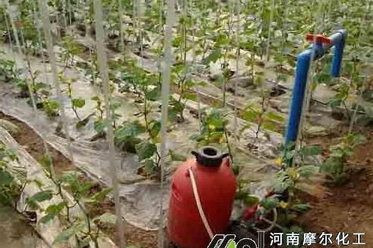 水溶肥的正确使用方法 水溶肥的使用方法