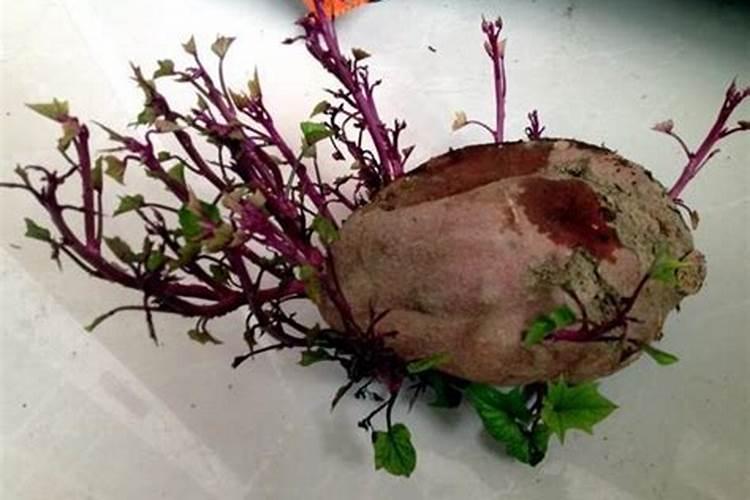 硝酸钾在作物上的使用方法用量及注意事项