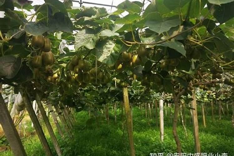 柑橘幼果期施什么肥料