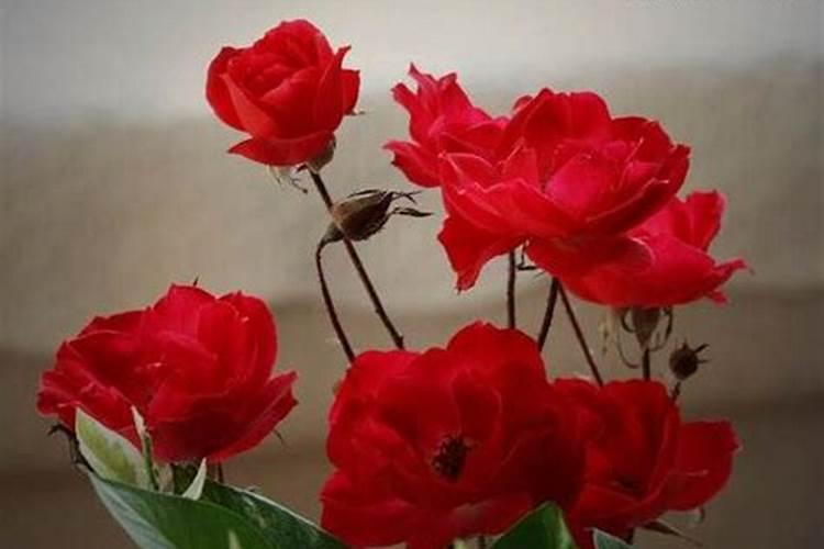 生菜叶片增厚用什么叶面肥