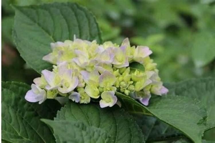 绣球花开春怎么养护？