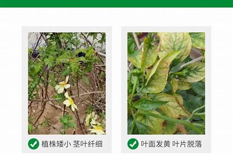 小麦花期能不能喷灌浇水？