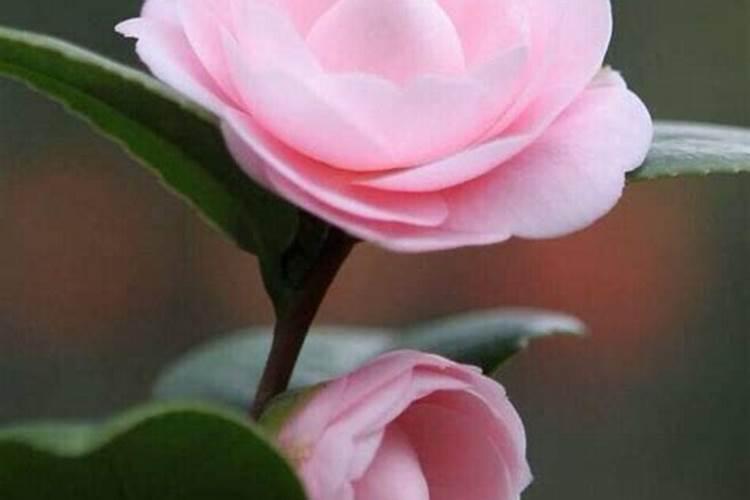 茶花最忌三种肥料