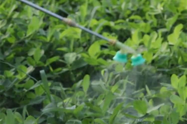 花椒开花结果的期间,施根肥好还是叶面肥好？为什么？