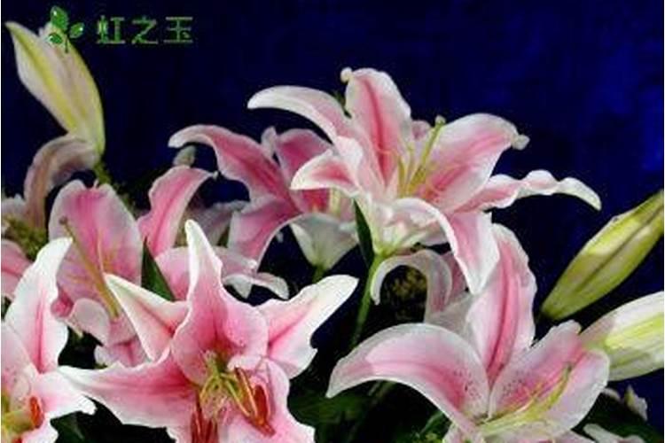 香水百合施肥方法,用什么肥好