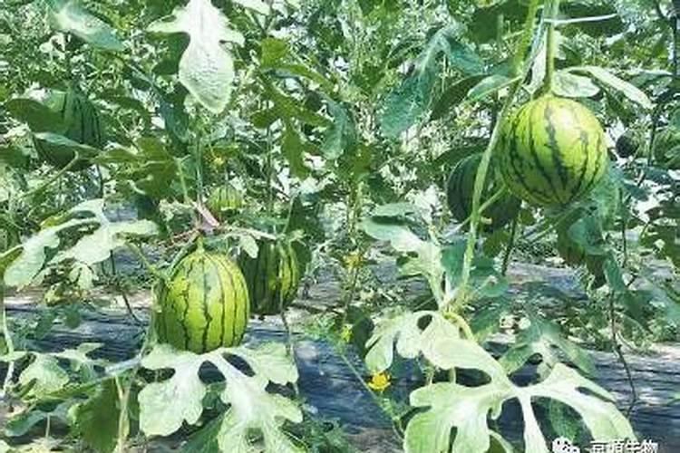 果树施肥方法大全