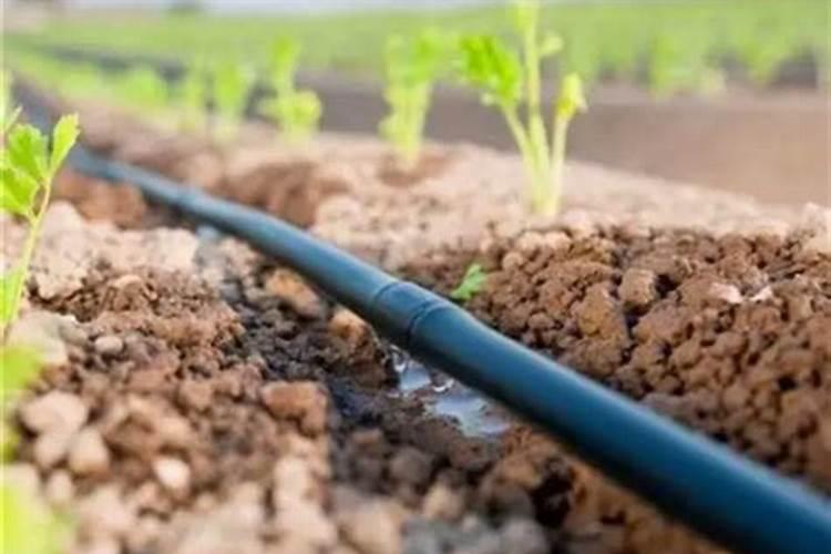 催芽多久放进土里