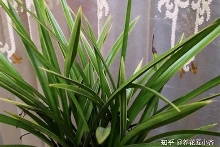 黄豆做花肥伤根吗