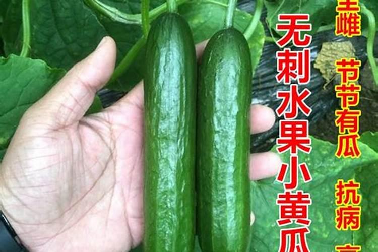 黄瓜用什么样含量的元素肥比较好氮磷钾用量多少