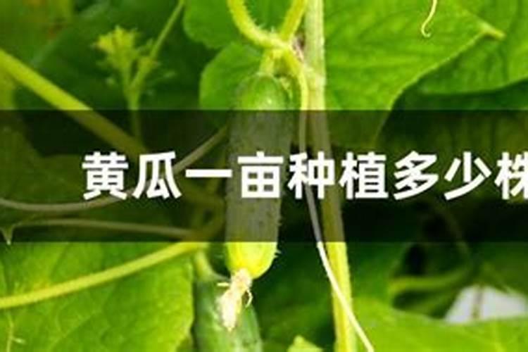 黄瓜促进果实生长叶面喷什么好？黄瓜防裂用什么叶面肥好？