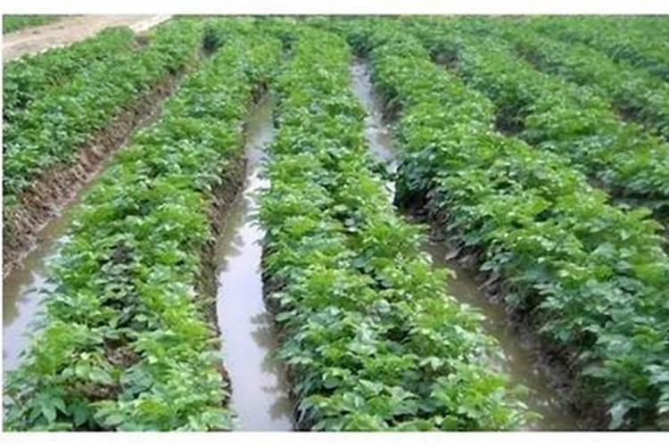 什么是冲施肥法？有哪些优点？冬季温室内冲施肥应注意哪些问题？