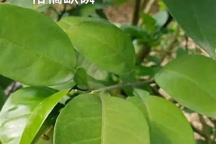柑橘开花阶段适合施加什么样的肥料