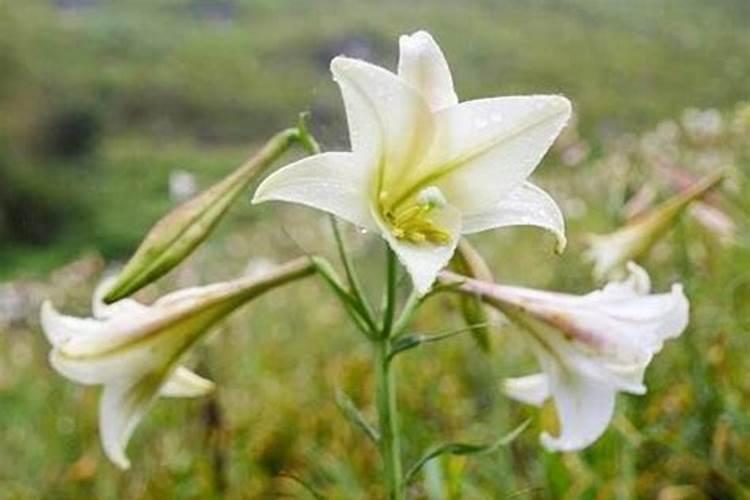 水稻叶面肥哪种好 如何正确喷施