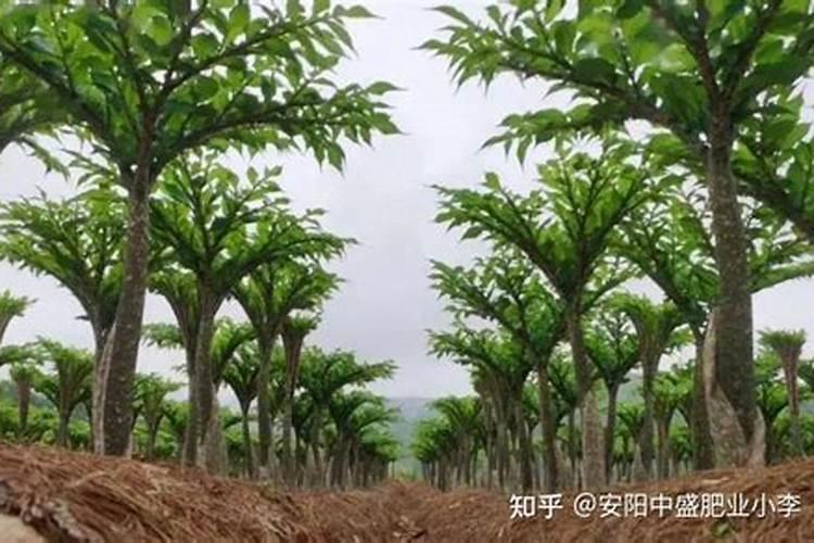 魔芋第二次追肥用什么肥？