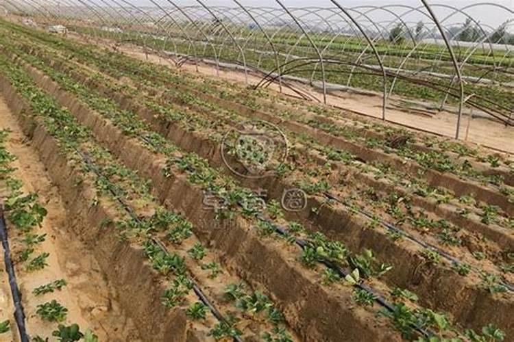 豆角种植一般会用到什么肥料？