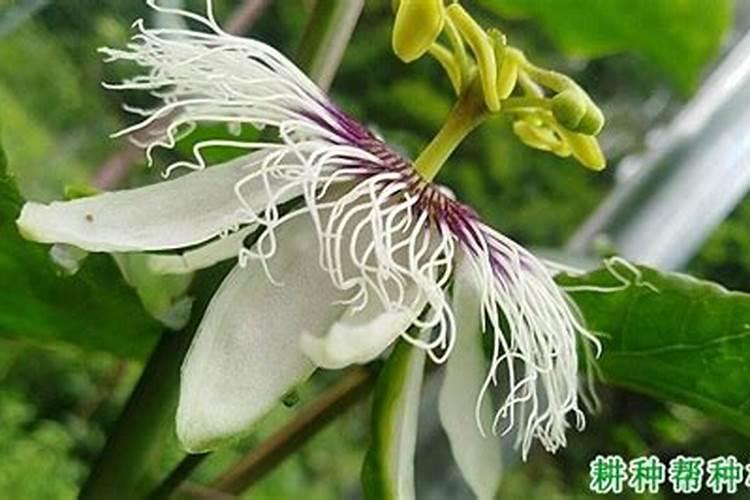 百香果开花了施复合肥可以吗