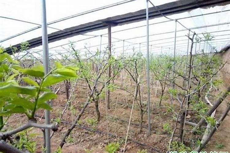 葡萄开花期的时候,能不能一边浇水一边施硼肥呢