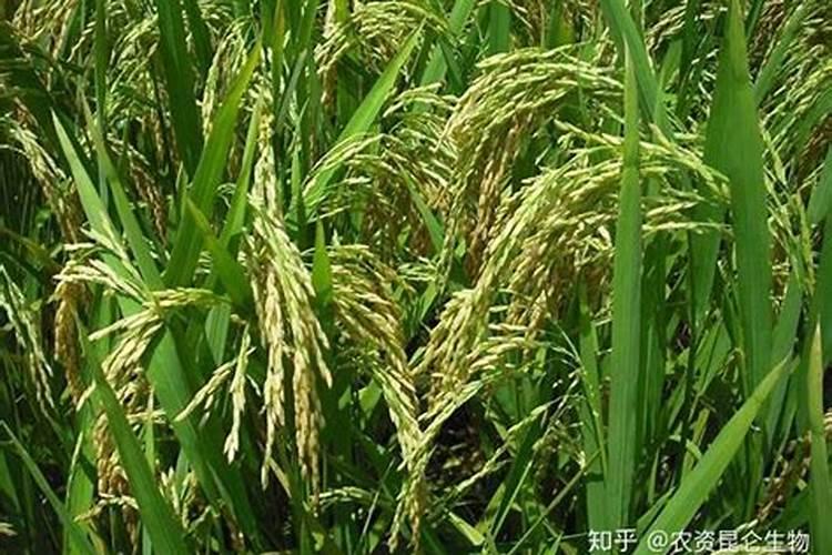 农富天下水溶肥价格