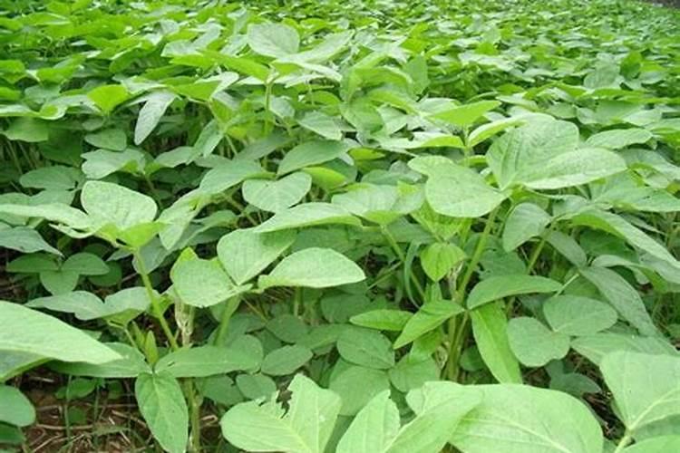 大豆开花期能打叶面肥吗