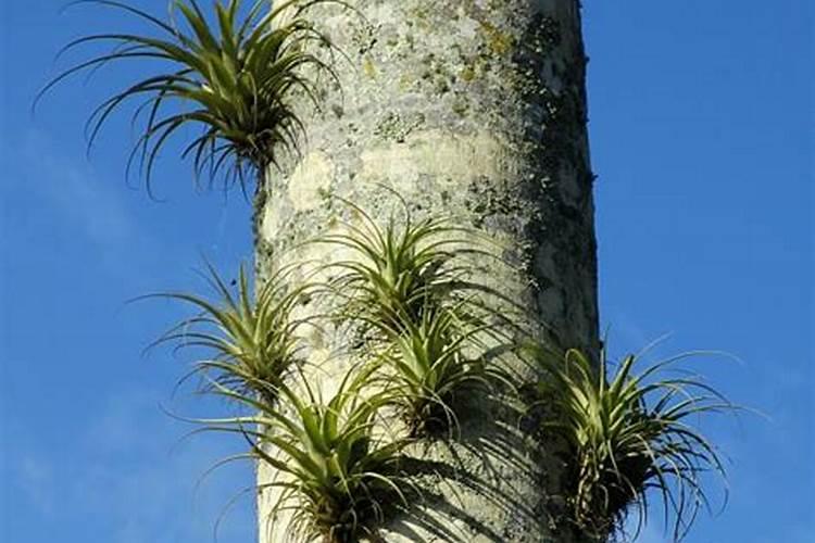 怎么自制适合各种花的花肥  养花用什么肥料最简单