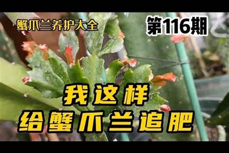 仙人掌嫁接蟹爪兰成活后怎么施肥(如何使蟹爪兰长得粗壮)