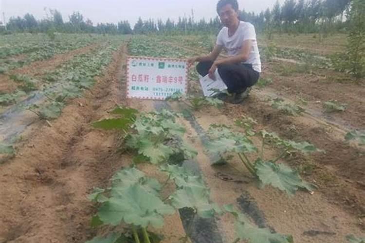 巴盟瓜子的种植技术