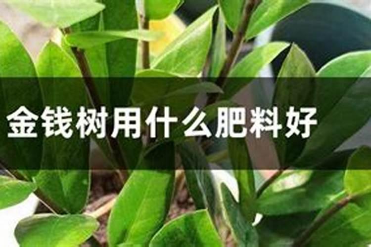 金钱树该用什么类型的肥料？