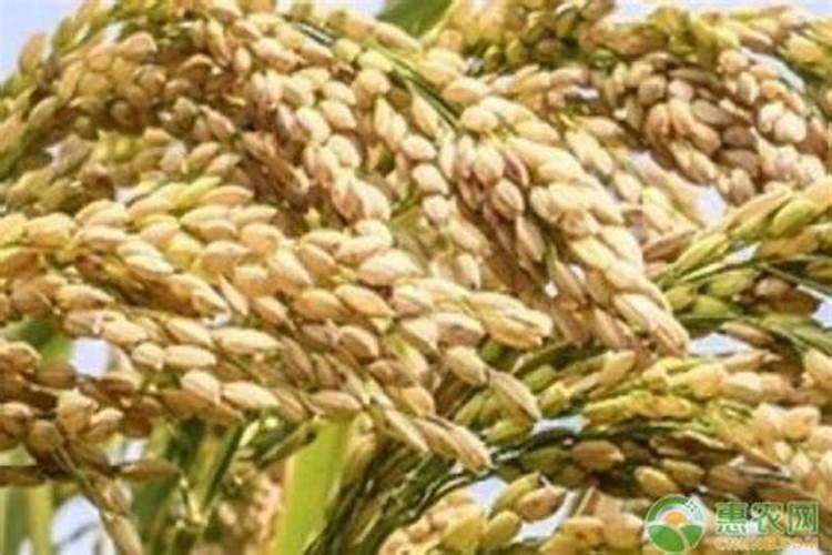 国内比较好水溶肥厂家有哪些