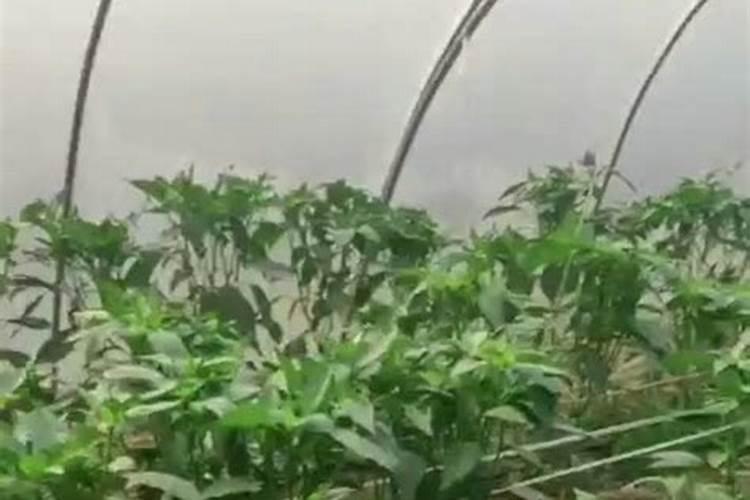 果树保花保果喷什么叶面肥结果多？果树膨果期用什么复合肥好？